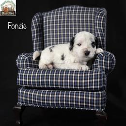 Fonzie - Black male Australian Labradoodle puppy in Cashmere, Washington from Mountain Home Doodles