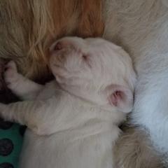 Spinone Italiano Puppies from Stella Del Nord Spinoni Italiani