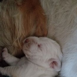 Spinone Italiano Puppies from Stella Del Nord Spinoni Italiani