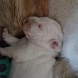 Spinone Italiano Puppies from Stella Del Nord Spinoni Italiani