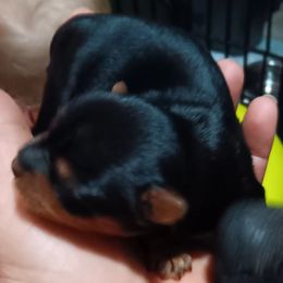 Girl 2 - Yorkshire Terrier puppy in Jacksonville, Arkansas from Royal Yorkie Terrier