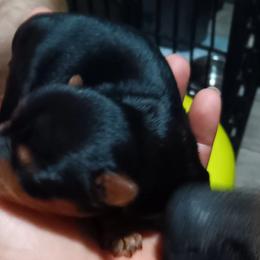 Girl 2 - Yorkshire Terrier puppy in Jacksonville, Arkansas from Royal Yorkie Terrier