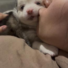 Chinese Crested Puppies from Alvarez Chinese Crested