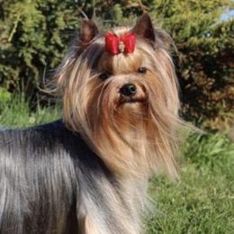 Yorkshire Terriers from Cornelia Shrope
