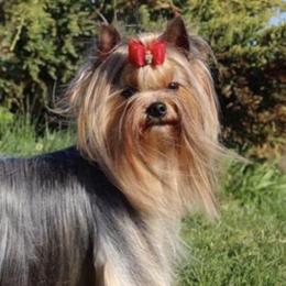 Yorkshire Terriers from Cornelia Shrope