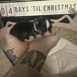 Hulk - Black tri-color male Australian Shepherd puppy in Hemet, California from Perfect Companion Aussie's