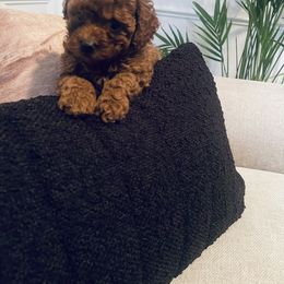 Poodle Puppies from ShesoPoodles