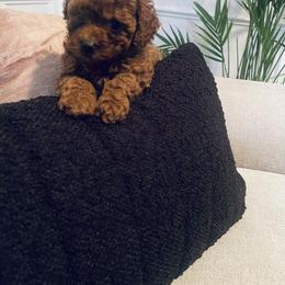 Poodle Puppies from ShesoPoodles