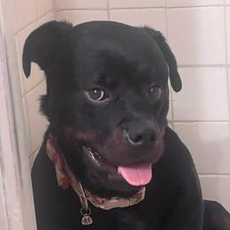 Missy - Rottweiler