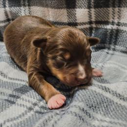 Ember - Red tri-color female Australian Shepherd puppy in Marengo, Indiana from J&J Kennel