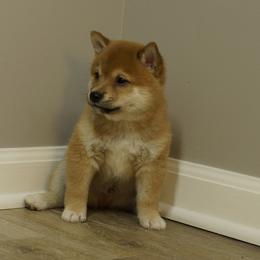 Shiba Inu Puppies from Veronika's Shiba Inus