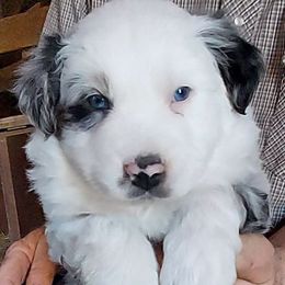 Australian Shepherd Puppies from Dellaganna Ranch