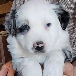 Australian Shepherd Puppies from Dellaganna Ranch