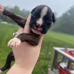 Valkyrie - Brindle female Boxer puppy in Henderson, Tennessee from Vom Broadvalley