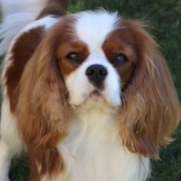 Cavalier King Charles Spaniels from Cashay Cavaliers