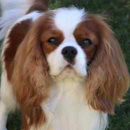 Cavalier King Charles Spaniels from Cashay Cavaliers