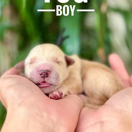 Fog - Golden male Golden Retriever puppy in El Cajon, California from Grove Haven Canines