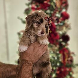 Clara - Chocolate merle female Bernedoodle puppy in Russell Springs, Kentucky from 270 Doodles