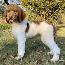 Goose - Goldendoodle
