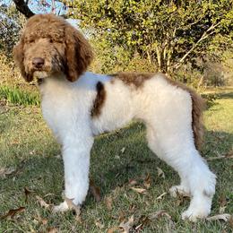 Goose - Goldendoodle