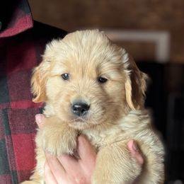 Black Boy - Golden Golden Retriever puppy in Honeyville, Utah from Chizan Goldens