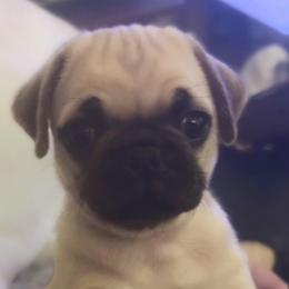 Daphne - Fawn female Pug puppy in Morgantown, West Virginia from Groovy Pugs