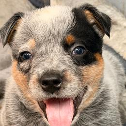 Durk - Blue male Australian Cattle Dog puppy in Billings, Montana from Sugarloaf French bulldogs and Australian cattle dogs
