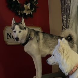 Ghost - Siberian Husky