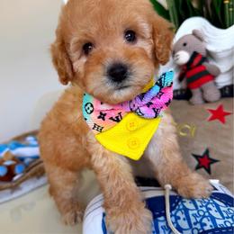 MAUI - Apricot male Maltipoo puppy in Sugar Land, Texas from Celebrity Maltipoos
