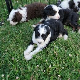 Pomeranian and Sheepadoodle Puppies from Fluffy Wonders Poms and Doodles