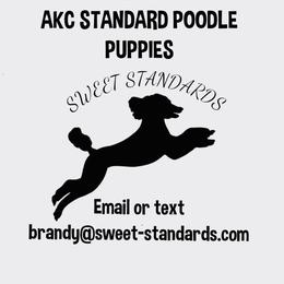 Whole litter - Black female Poodle puppy in Hamilton Square, New Jersey from Sweet Standards