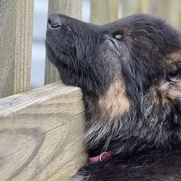 German Shepherds from Shepherd Country Farm and Kennels