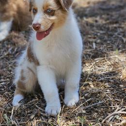 George Weasley - Red merle male Australian Shepherd puppy in Tehachapi, California from Boundless Joy Aussies