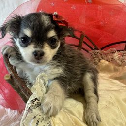 2  girl BUTTERFLY - Black and tan female Chihuahua puppy in Polo, Missouri from Blue Tails Farm