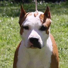Penny - American Staffordshire Terrier