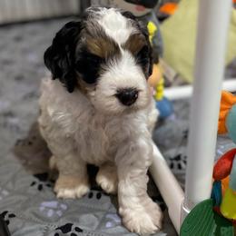 Orange collar - Merle male Bernedoodle puppy in Millsap, Texas from Gaston’s Posh Poodles and Doodles