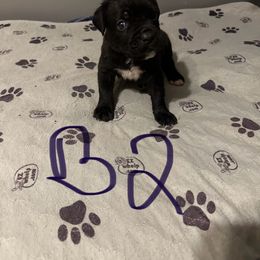 Boy 2 - Black brindle male Cane Corso puppy in Niota, Tennessee from DTM Cane Corso