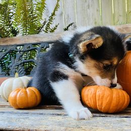 American Corgi and Pembroke Welsh Corgi Puppies from Cascadian Space Coast Corgis LLC