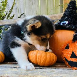 American Corgi and Pembroke Welsh Corgi Puppies from Cascadian Space Coast Corgis LLC