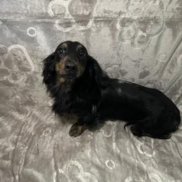 Rocky - Dachshund