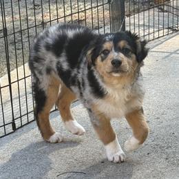 Aussiedoodle and Miniature American Shepherd Puppies from Lori Davis