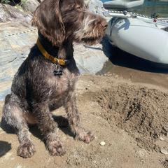 German Wirehaired Pointer All Grown Up from Osborne’s Wirehairs