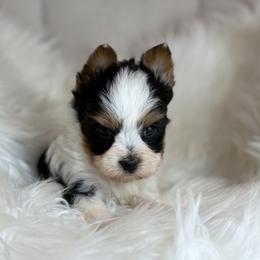 Cam - Parti male Yorkshire Terrier puppy in Hardin, Texas from Katrinas puppies