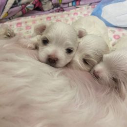 Maltese and Maltipoo Puppies from Iuliia Savisheva