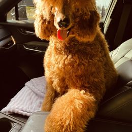 Goldendoodle Puppies from Labradoodleday