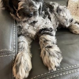 Goldendoodle Puppies from Bianca Bleu Goldendoodles