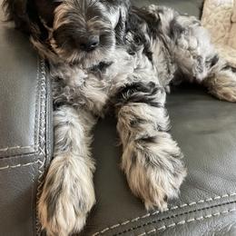 Goldendoodle Puppies from Bianca Bleu Goldendoodles