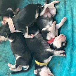 Puppy Boy 3 - Blue and cream male Afghan Hound puppy in Carlisle, Pennsylvania from Winterberry Afghan Hounds