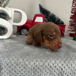 Boy 3 - Chocolate and tan male Dachshund puppy in Waycross, Georgia from Southern Paws