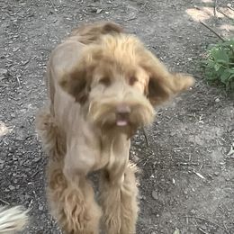 Pelea - Goldendoodle